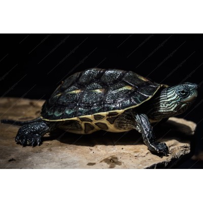 Tortuga de agua - Ocadia Sinensis - mauremys sinensis